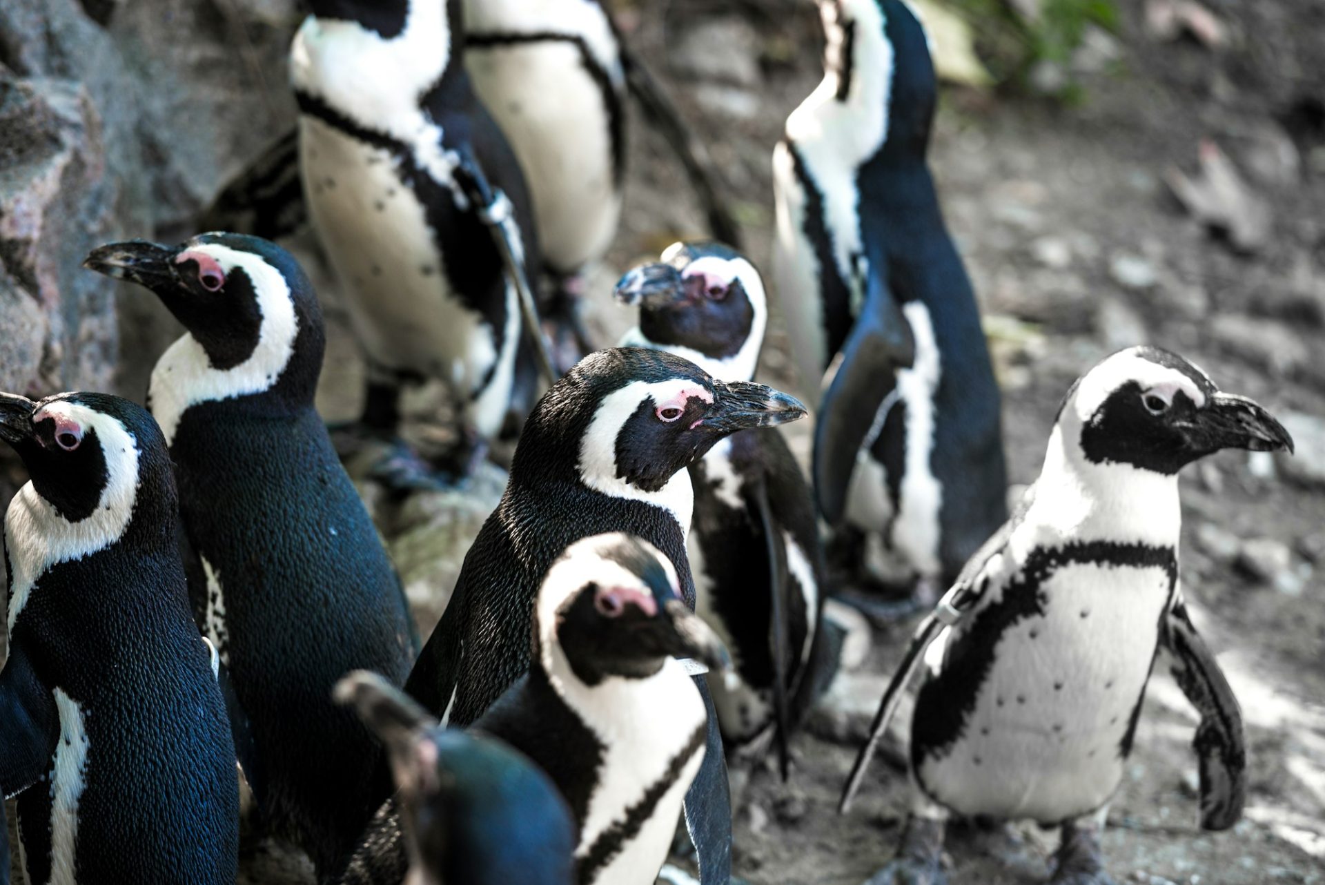 african-penguins