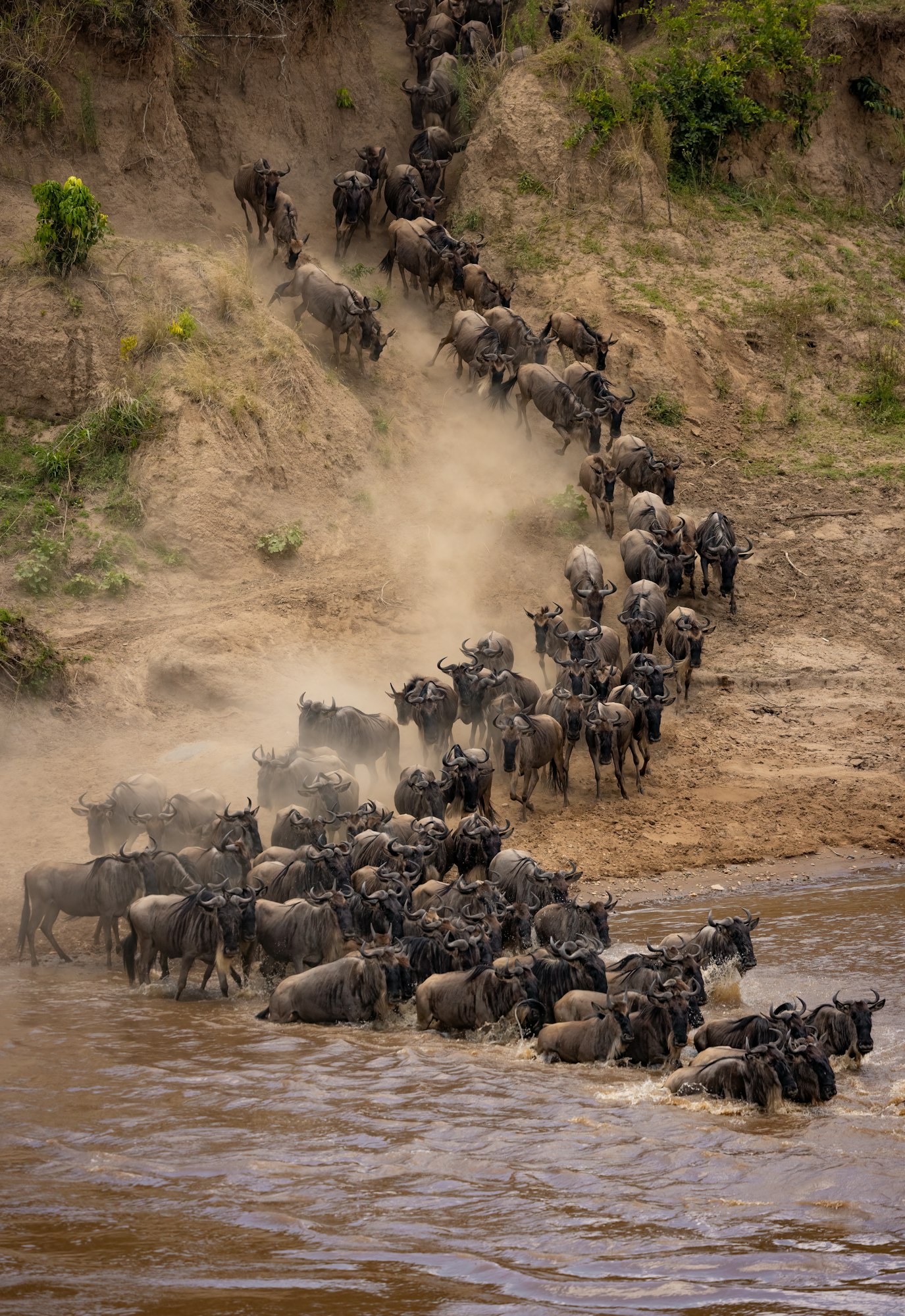 great-migration-in-africa