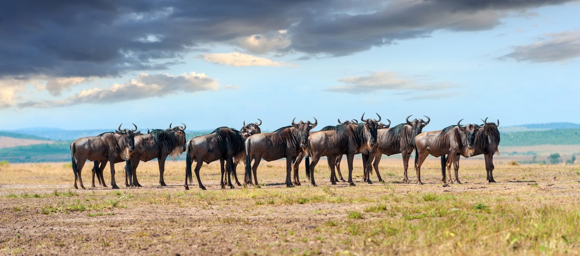 wildebeest-in-national-park-of-africa