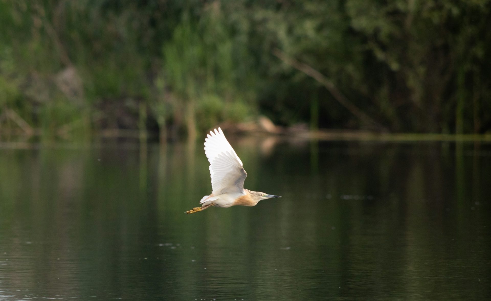 bird-on-the-lake-in-the-danube-delta